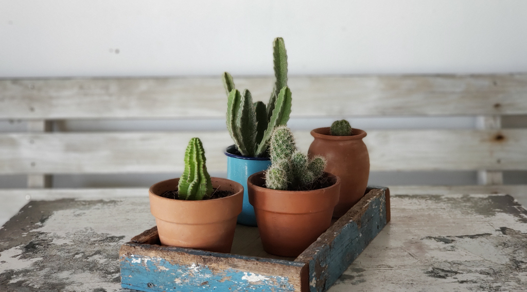 Reasons we LOVE cactus and why you should too